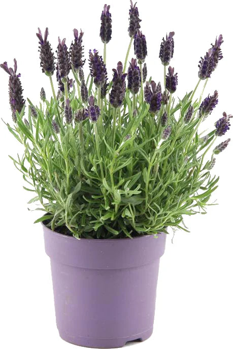 bella lavender plant Spanish Lavender (Bella): Mediterranean Herb for Dry Gardens – Gardens of Ibiza