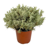 Santonlina - Lavanda de algodón