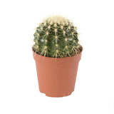 Cactus-Echinocactus