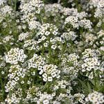 Sweet Alyssum GOI