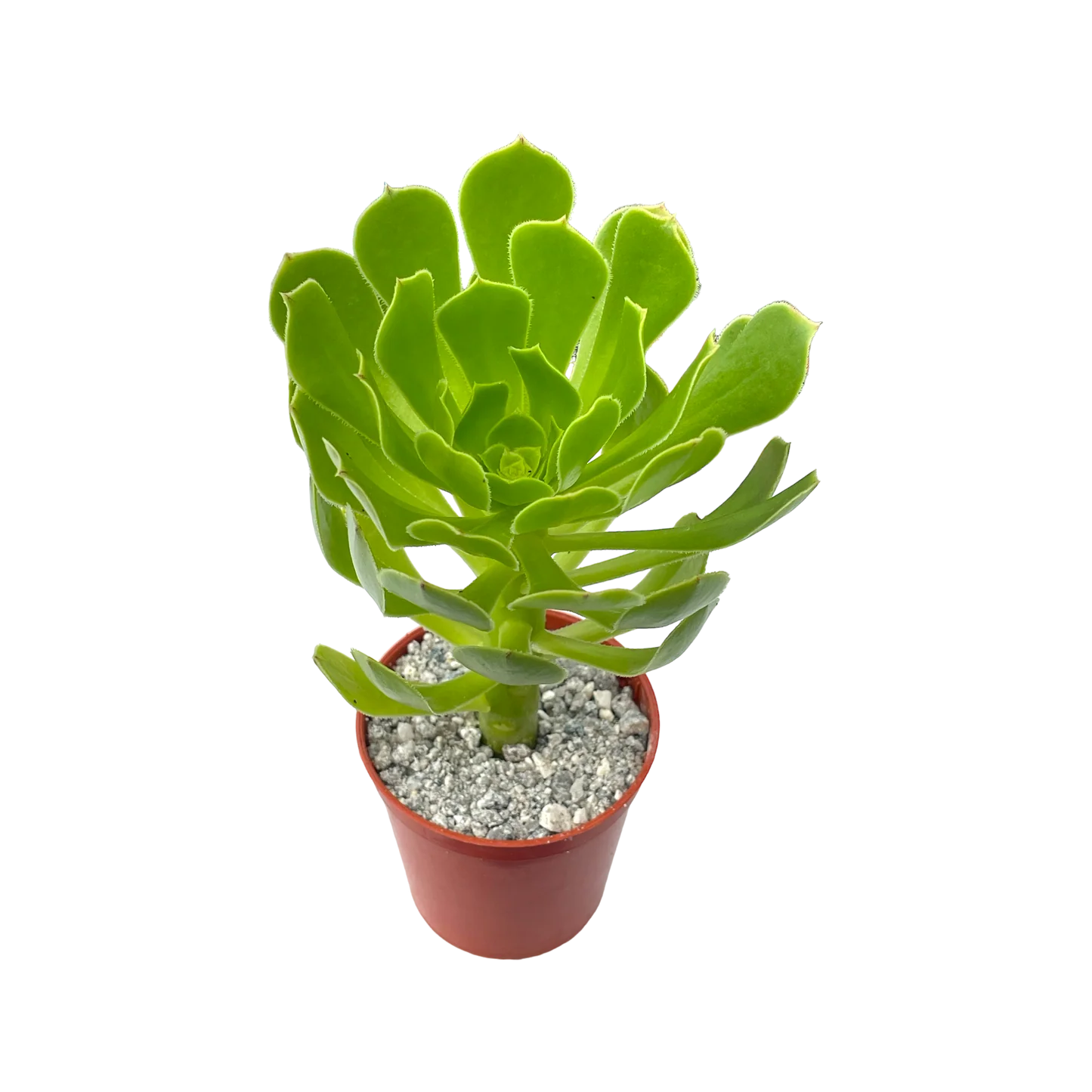 purchase succulent plants Aeonium arboreum: Sculptural Succulent for Mediterranean Gardens – Gardens of Ibiza