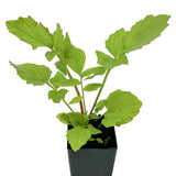 Valeriana blanca