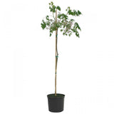 Chinaberry