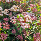 Laurentino - Viburnum tinus