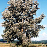White Poplar