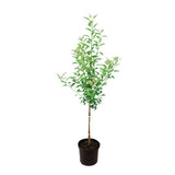 Apple Tree
