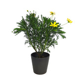 Euryops