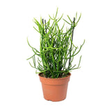 Euphorbia tirucalli