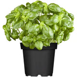 Basil