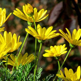 Euryops