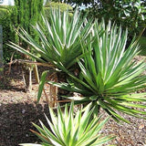 Yucca