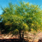 Parkinsonia