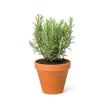 Rosemary