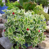 Planta de hielo de hoja de corazón