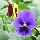 Pansies