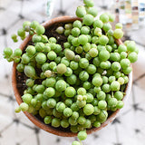 String of Pearls
