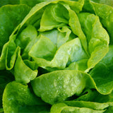 Lechuga mantecosa
