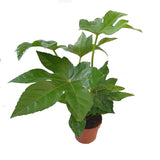 Ricino - Castor Bean Plant