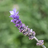 Toothed Lavender