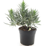 Echium