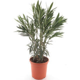 Oleander