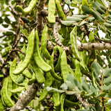 Carob tree