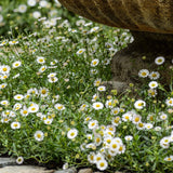 Erigeron