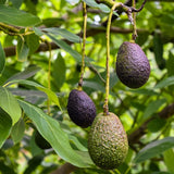 Avocado Tree