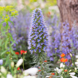 Echium - Orgullo de Madeira