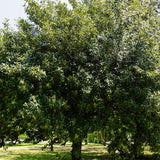 Encina