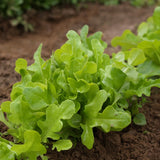 lechuga de hoja de roble