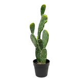 Opuntia
