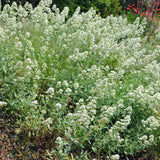 Valeriana blanca