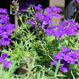 Verbena postrada