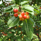 Cerezo dulce