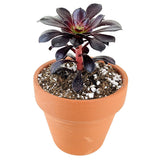 Black Rose Aeonium