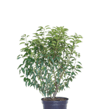 Laurentino - Viburnum tinus