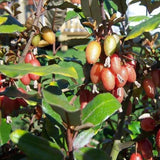 Silverberry de Ebbing