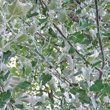 White Poplar