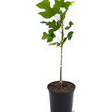 White Poplar