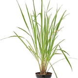 Hierba de limón