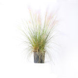 Muhlenbergia