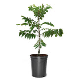árbol de nuez pecana