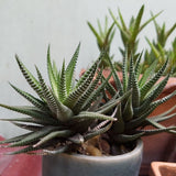 Haworthia