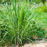 Hierba de limón