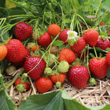 Planta de fresa