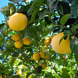 árbol de pomelo