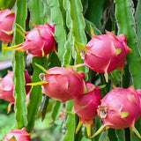 Dragon fruit