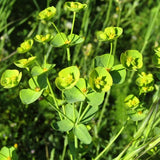 Euphorbia - Euphorbia
