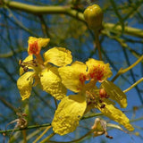 Parkinsonia